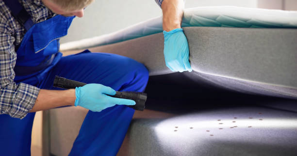 Wasp Removal Services in Anderson, SC