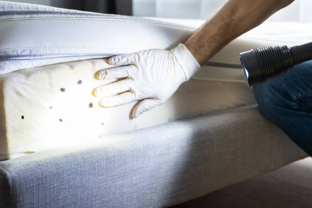 Best Local Pest Control Services  in Anderson, SC