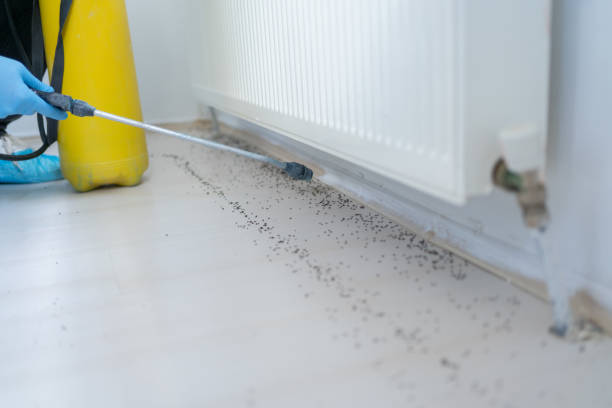 Wasp Removal Services in Anderson, SC